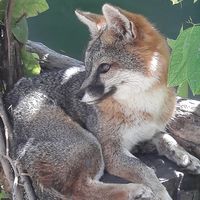 Endozoochorous dispersal of forest seeds by carnivorous mammals in Sierra Fría, Aguascalientes, Mexico