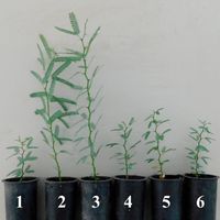 Evaluation of addition of chemical and organic fertilizers to irrigation in the production of Prosopis laevigata (Humb. & Bonpl. ex Willd.) M.C. Johnst.